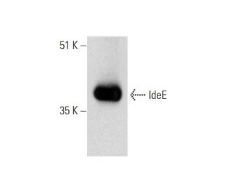 IdeE Antibody (A-9) - Western Blotting - Image 290726 