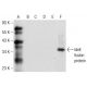 IdeE Antibody (B-1) - Western Blotting - Image 287659