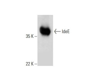 IdeE Antibody (B-1) - Western Blotting - Image 290725 