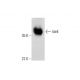 IdeE Antibody (B-1) - Western Blotting - Image 290725 