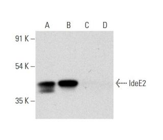 IdeE2 Antibody (C-1) - Western Blotting - Image 318606