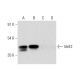 IdeE2 Antibody (C-1) - Western Blotting - Image 318606