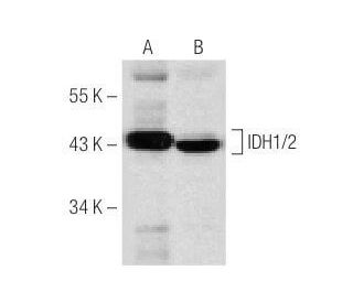 IDH1/2 Antibody (G-11) - Western Blotting - Image 149533 