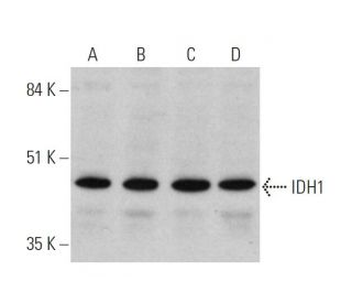 western blotting image from recommended IDH1 (F-3) monoclonal antibody replacement. Image 346559
