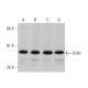 western blotting image from recommended IDH1 (F-3) monoclonal antibody replacement. Image 346559