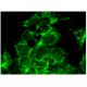 IDH2 Antibody (B-6) - Immunofluorescence - Image 296386 