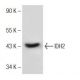 IDH2 Antibody (B-6) - Western Blotting - Image 151050 