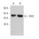IDH2 Antibody (B-6) - Western Blotting - Image 361839