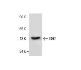 IDH2 Antibody (B-6) - Western Blotting - Image 151050