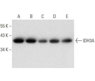 IDH3A Antibody (A-10) - Western Blotting - Image 324770 