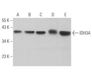 IDH3A Antibody (B-7) - Western Blotting - Image 371212 