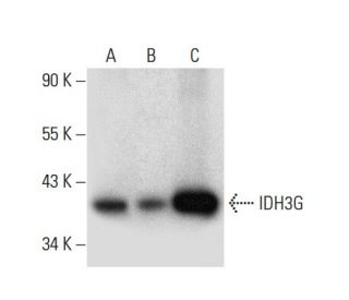 IDH3G Antibody (C-5) - Western Blotting - Image 300587 