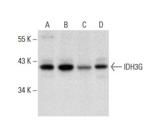 IDH3G Antibody (C-8) - Western Blotting - Image 300586 