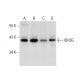 IDH3G Antibody (C-8) - Western Blotting - Image 300586 