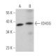 IDH3G Antibody (C-8) - Western Blotting - Image 367590