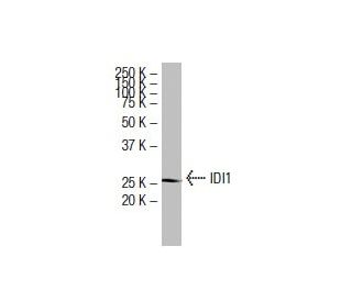 IDI1 Antibody (XY-7) - Western Blotting - Image 33923 