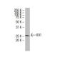 IDI1 Antibody (XY-7) - Western Blotting - Image 33923 
