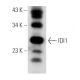 IDI1 Antibody (XY-7) - Western Blotting - Image 82643 