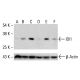 IDI1 Antibody (XY-7) - Western Blotting - Image 412736