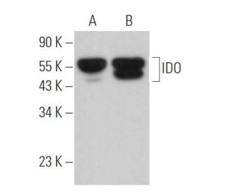 IDO Antibody (E-11) - Western Blotting - Image 361844 