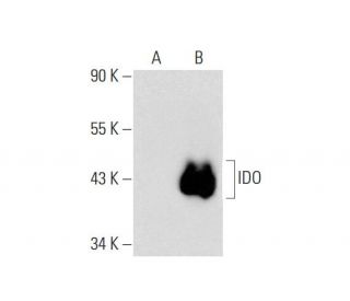 IDO Antibody (E-7) - Western Blotting - Image 143610