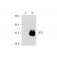 IDO Antibody (E-7) - Western Blotting - Image 143610