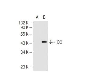 IDO Antibody (H-11) - Western Blotting - Image 54622