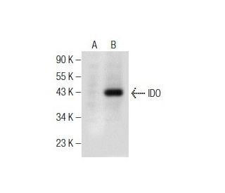 IDO Antibody (E-1) - Western Blotting - Image 155523
