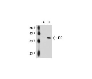 IDO (mIDO-48): sc-53978. Western blot analysis of IDO expression in... 