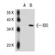 IDO (mIDO-48): sc-53978. Western blot analysis of IDO expression in... 