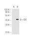 IDO (H-11): sc-137012. Western blot analysis of IDO expression in...