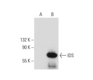 IDS Antibody (E-4) - Western Blotting - Image 138335