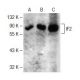 IF2 Antibody (H-5) - Western Blotting - Image 141567 