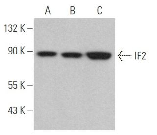 IF2 Antibody (H-5) - Western Blotting - Image 367163 
