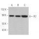 IF2 Antibody (H-5) - Western Blotting - Image 367163 
