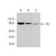 IF2 Antibody (H-5) - Western Blotting - Image 384337