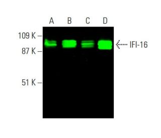 IFI-16 Antibody (1G7) - Western Blotting - Image 378850 