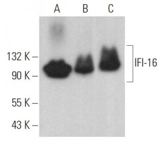 IFI-16 Antibody (D-1) - Western Blotting - Image 379422 