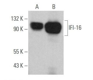 IFI-16 Antibody (G-4) - Western Blotting - Image 362191 