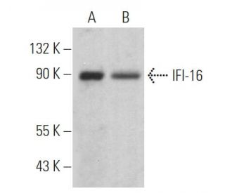 IFI-16 Antibody (H-8) - Western Blotting - Image 362181 