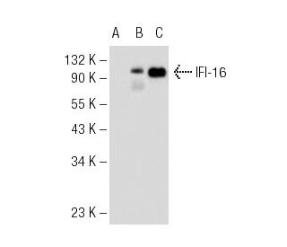 IFI-16 Antibody (H-8) - Western Blotting - Image 54397