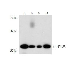 IFI-35 Antibody (39.287) - Western Blotting - Image 146429 