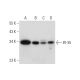 IFI-35 Antibody (E-7) - Western Blotting - Image 318318