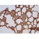 IFIT2 Antibody (G-9) - Immunohistochemistry - Image 387452 
