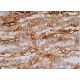 IFIT2 Antibody (G-9) - Immunohistochemistry - Image 387453