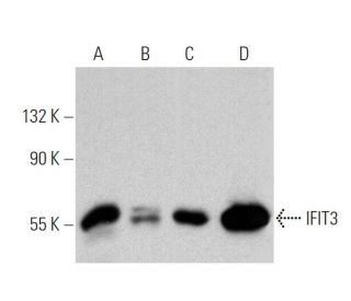 western blotting image from recommended IFIT3 (E-10) monoclonal antibody replacement. Image 359923