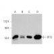 This polyclonal antibody has been discontinued. See our recommended <a href="ifit3-antibody-e-10">IFIT3 (E-10)</a> monoclonal antibody (sample data shown). western blotting image from recommended IFIT3 (E-10) monoclonal antibody replacement. Image 359923