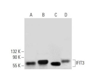 IFIT3 Antibody (B-7) - Western Blotting - Image 296240 