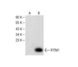 IFITM1/2/3 Antibody (F-12) - Western Blotting - Image 147803 