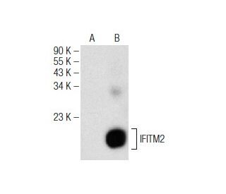 IFITM2 Antibody (A-6) - Western Blotting - Image 146467